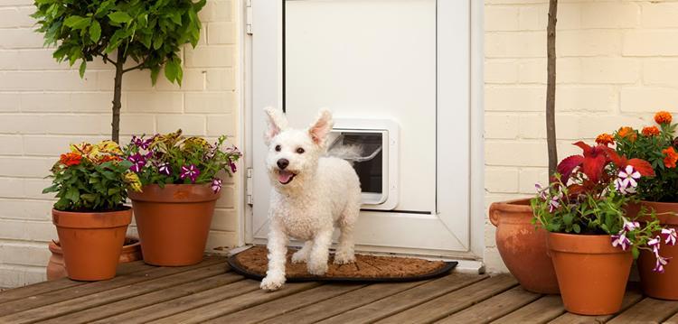 Cat Flap Installers Ickleford